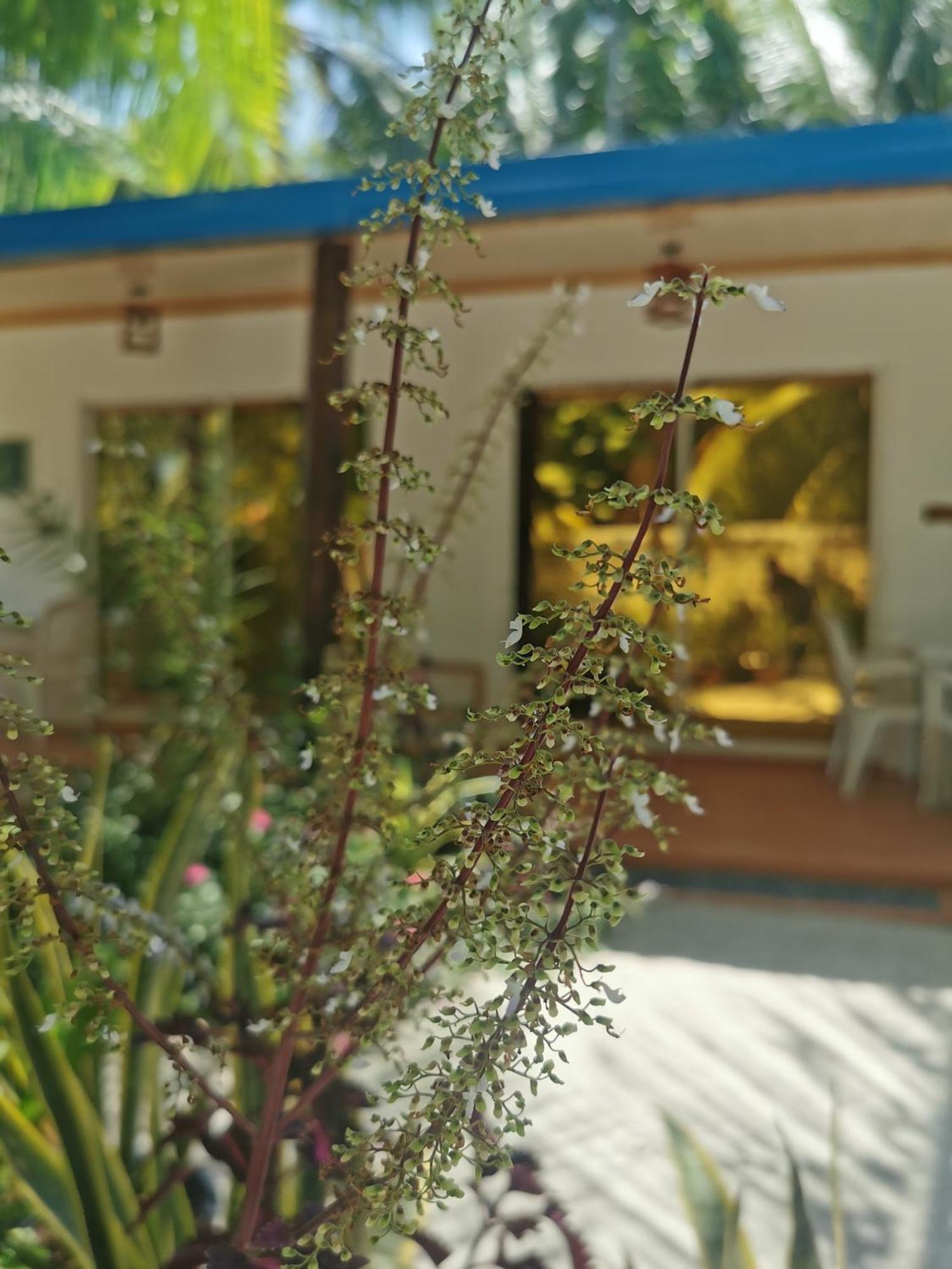 Blue Water Thoddoo Inn Rom bilde